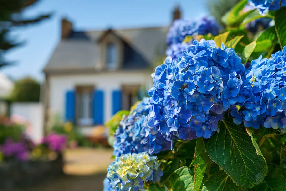 hortensias bleus chaleur